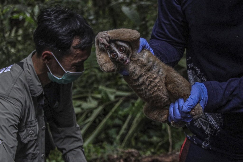 Menghidupkan Kembali Sang Mata Bulan dalam Pelukan Alam